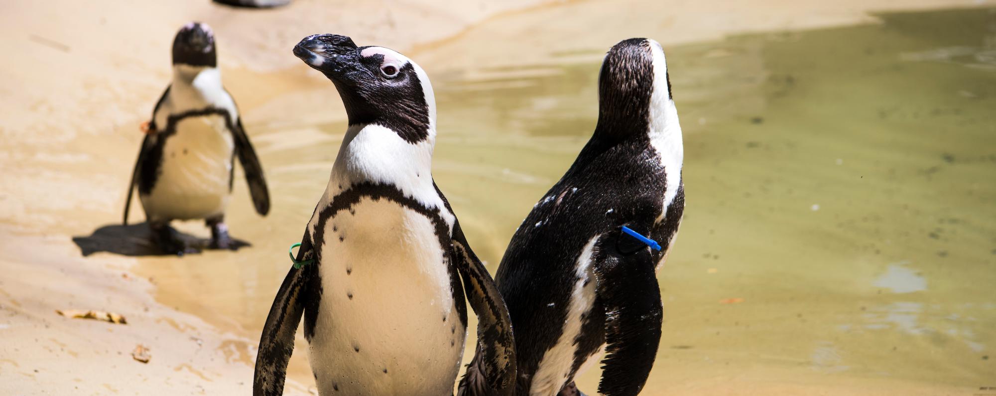Penguins waddling across a habitat at Binghamton Zoo