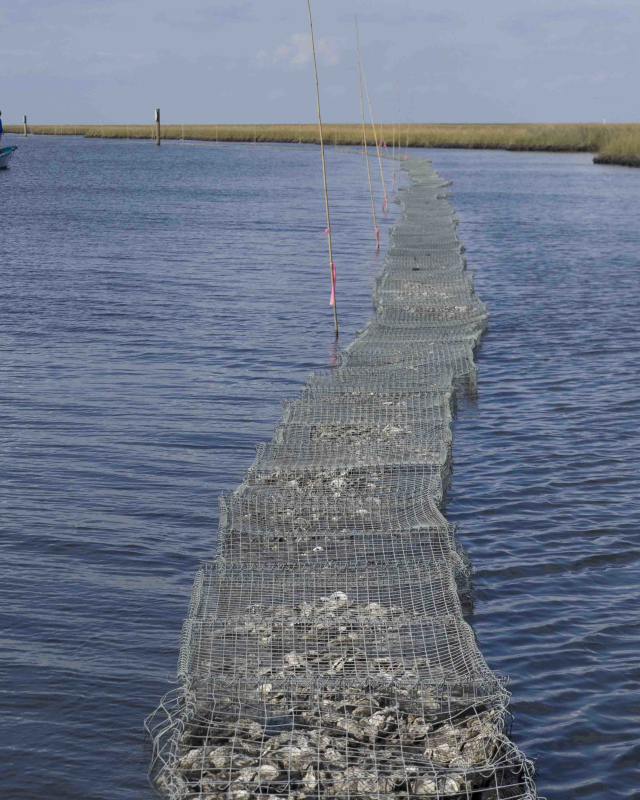 Coalition to Restore Coastal Louisiana - Oyster Shell Recycling Program Reef
