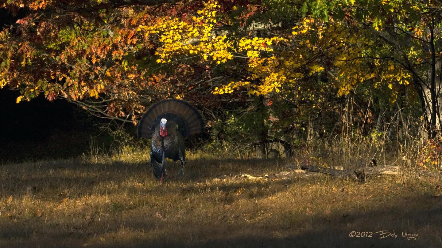 Wild Turkey