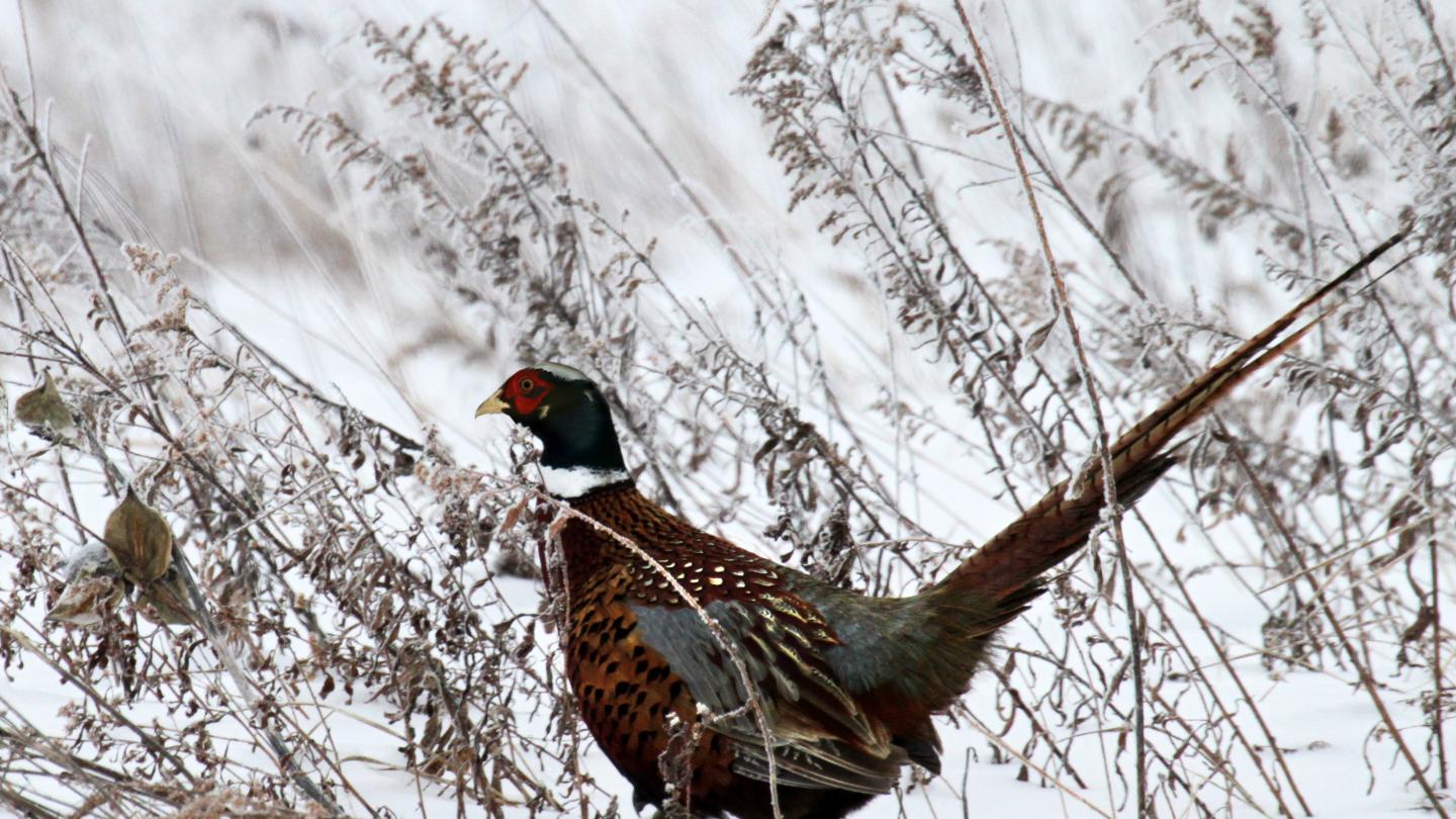 Wild Pheasant Winter