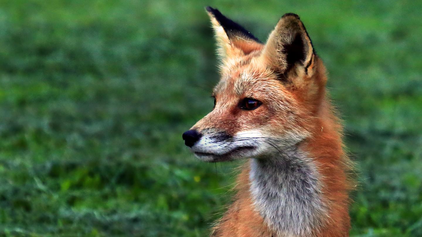 Red Fox