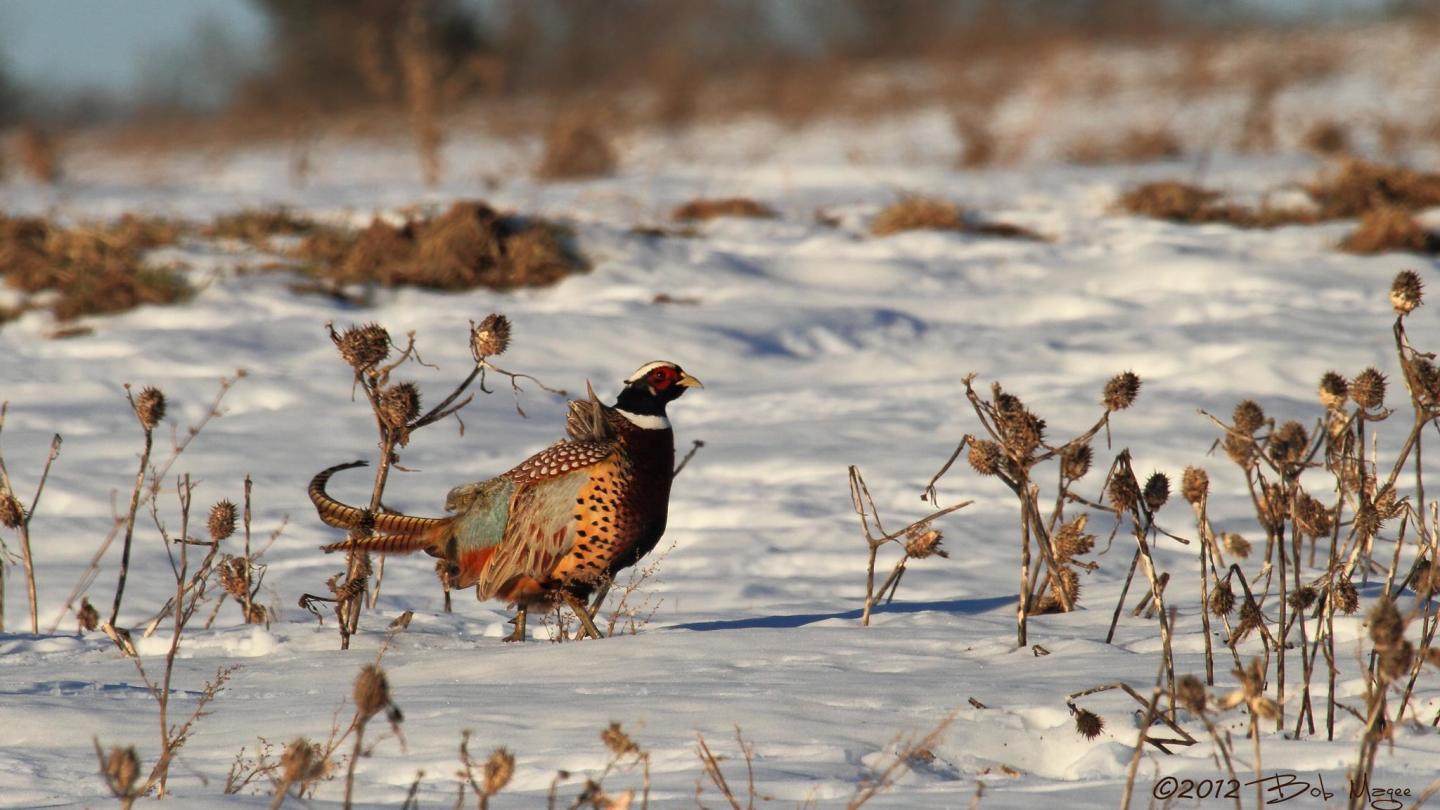 Wild Pheasant
