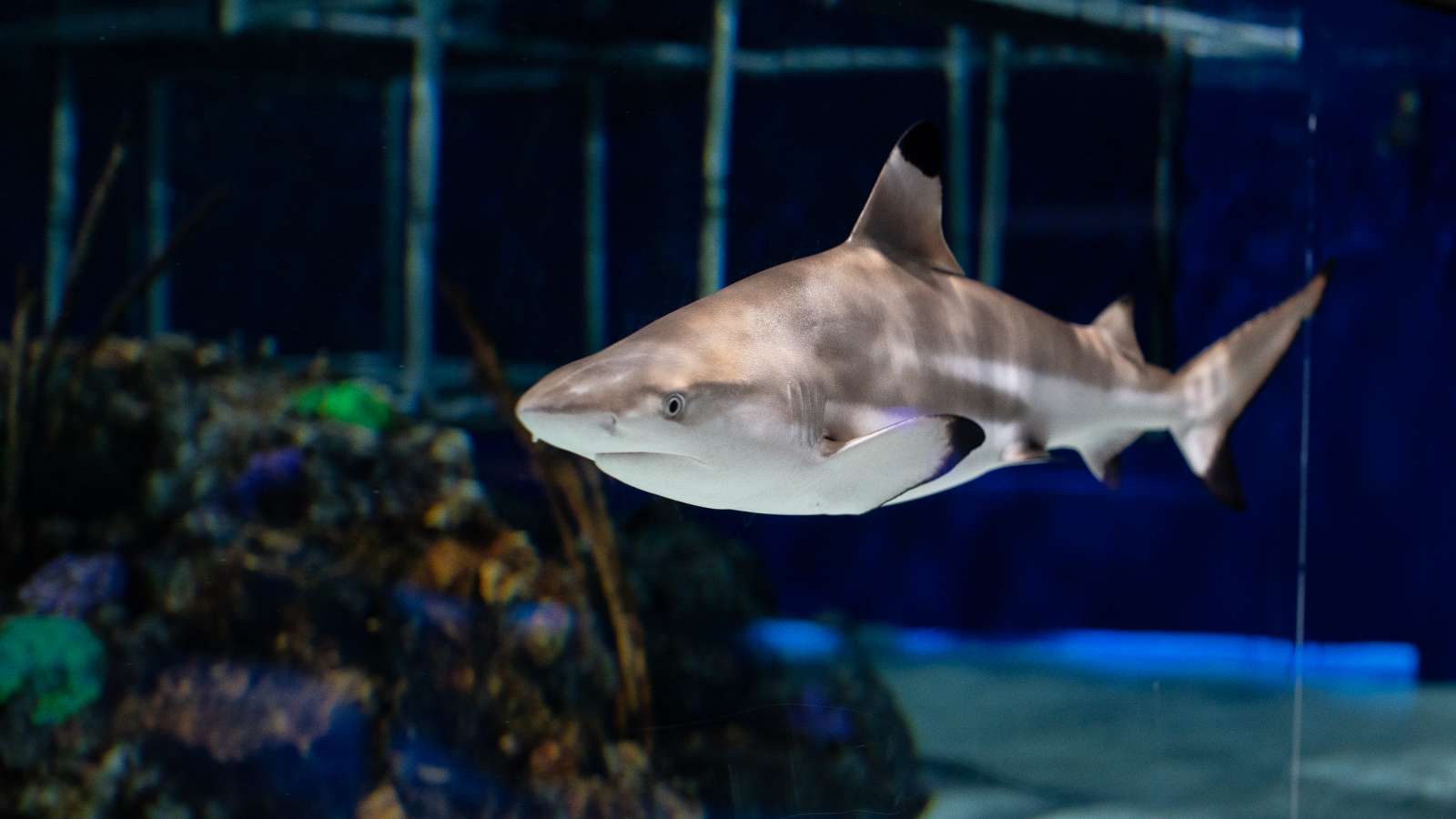 City farmers top fish tanks