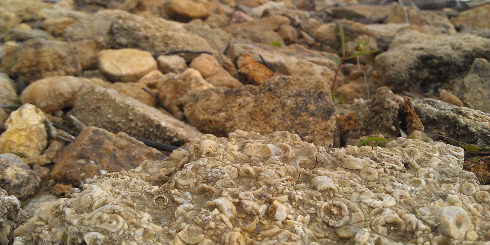 Fossils and rocks at Monroe Lake State Park