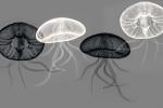 Falmouth Art Center Presents: X-Ray Art: Using the Invisible Spectrum, Photographs by George A. Taylor, MD