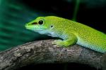 HERPS Corpus — Exotic Reptile & Pet Expo