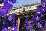 Live Music at the Malemute Saloon