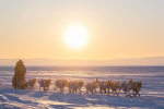 Iditarod 2026: A Seven Dog Night