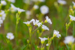 Foraging Walk with Robin Greenfield in Eugene — event poster