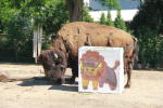 Breakfast with the Bison