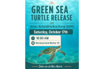 Green Sea Turtle Release