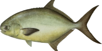 Pompano