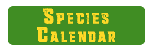 Birdwatching Species Calendar Button