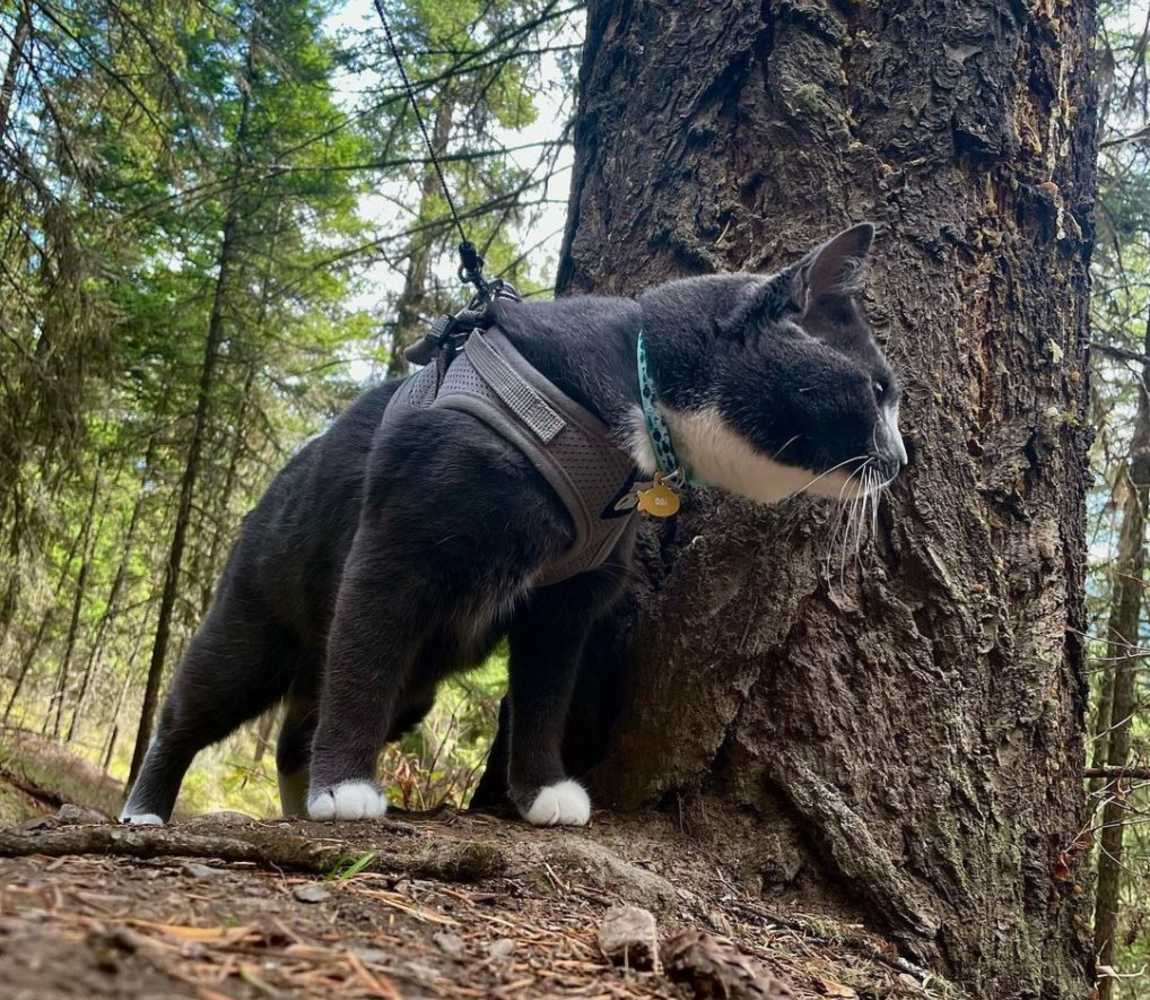 Pet Friendly Kamloops Hikes Cat Edition