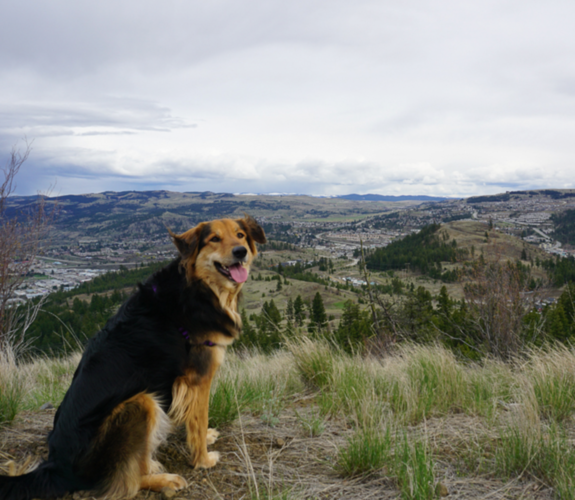 3 Dog Friendly Hikes
