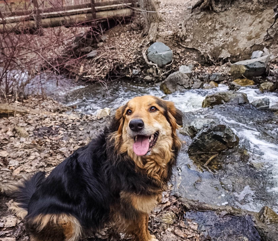 off leash hike near me