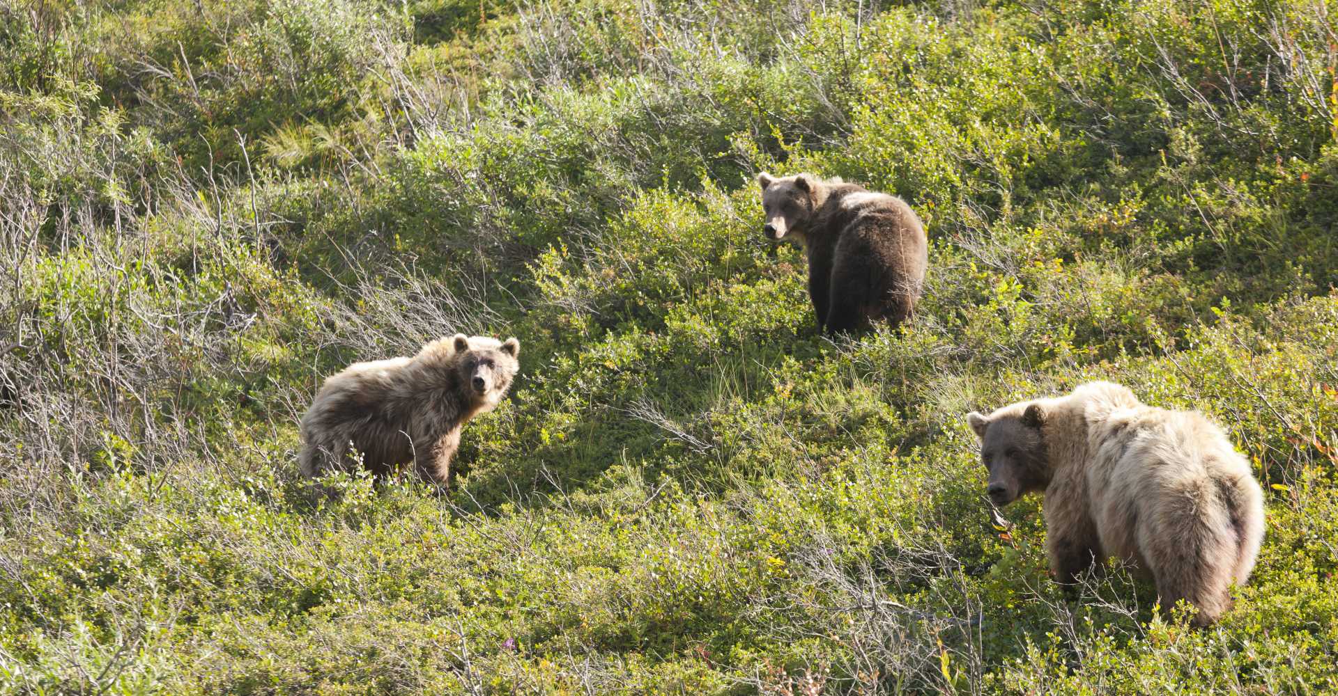 wildlife tours in fairbanks alaska