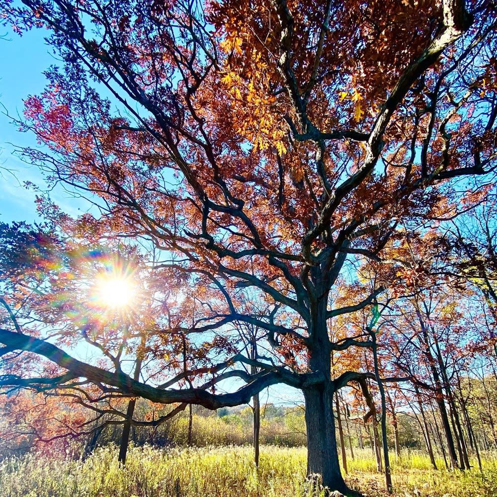 Barton Nature Area