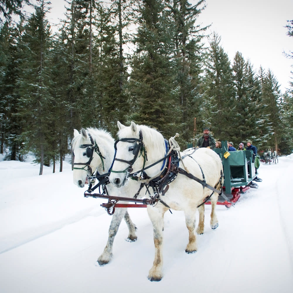 A sleigh ride drives through the woods of Big Sky on a wintery day. 
