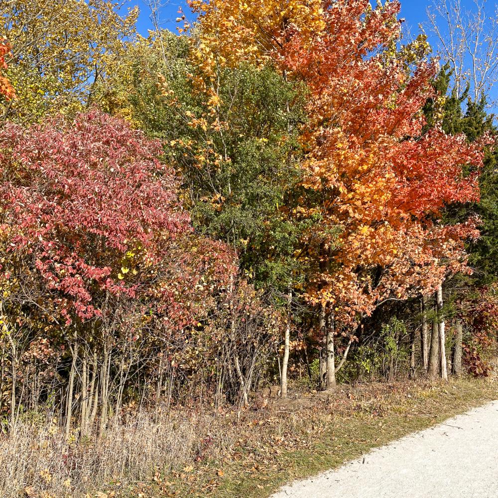 trees with colorful leaves during the fall season