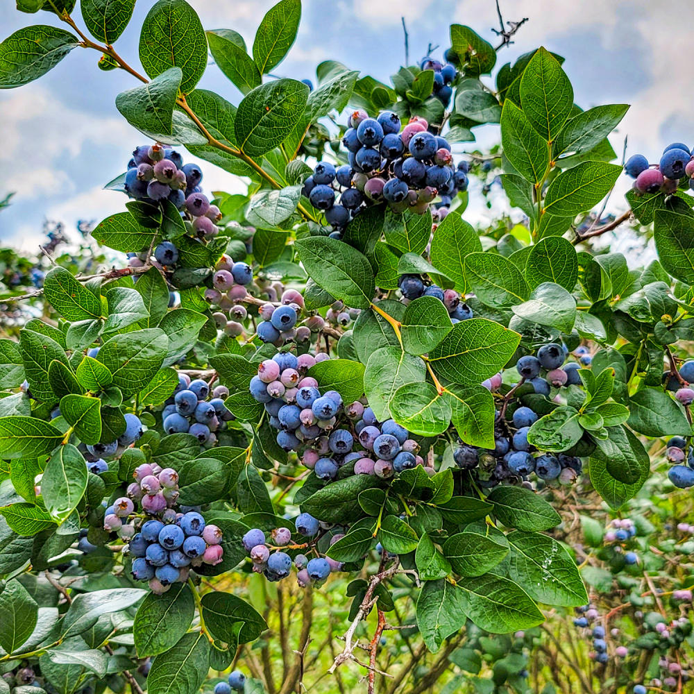blueberries at a u-pick farm