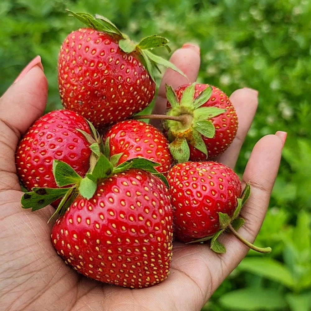 strawberries at a u-pick farm