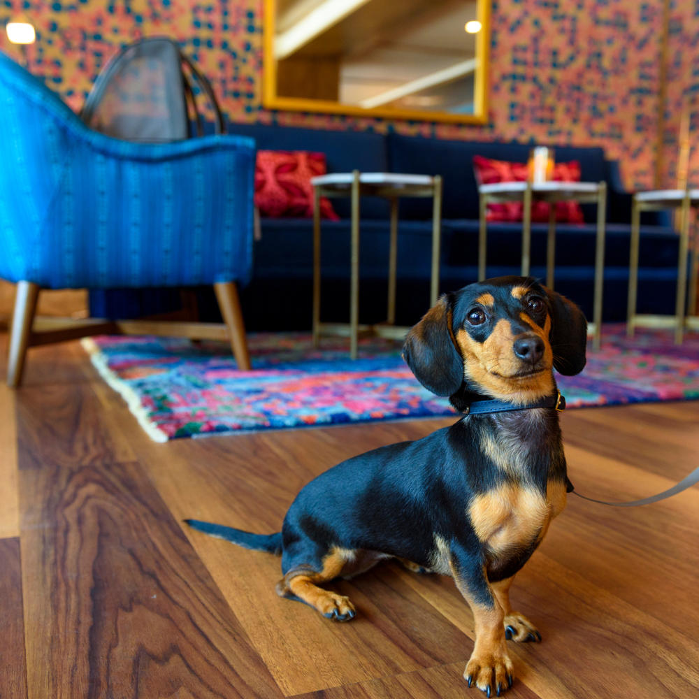 Dog sitting in the lobby of the bradley hotel downtown