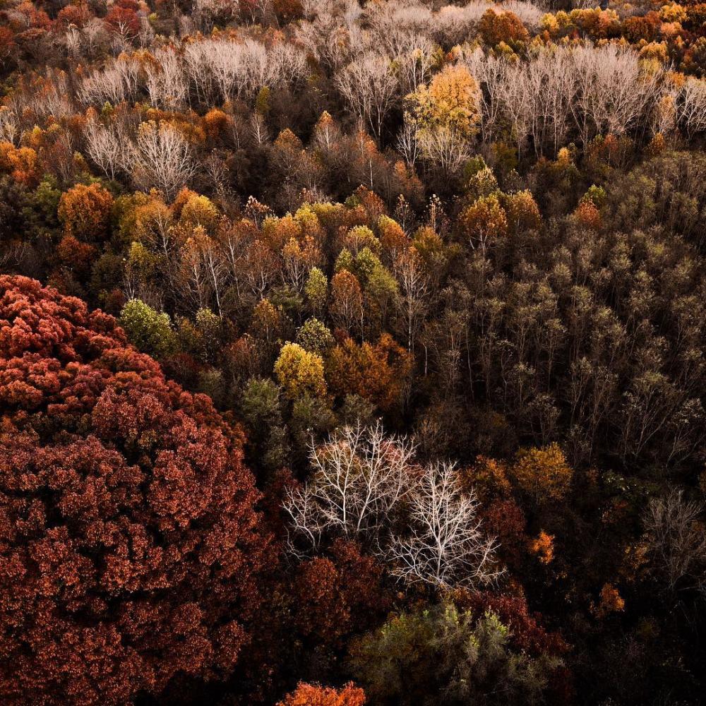 Aerial view of fall trees at Metea County Park in Fort Wayne