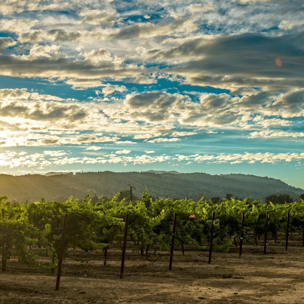 Summer sunset in Napa Valley vineyard