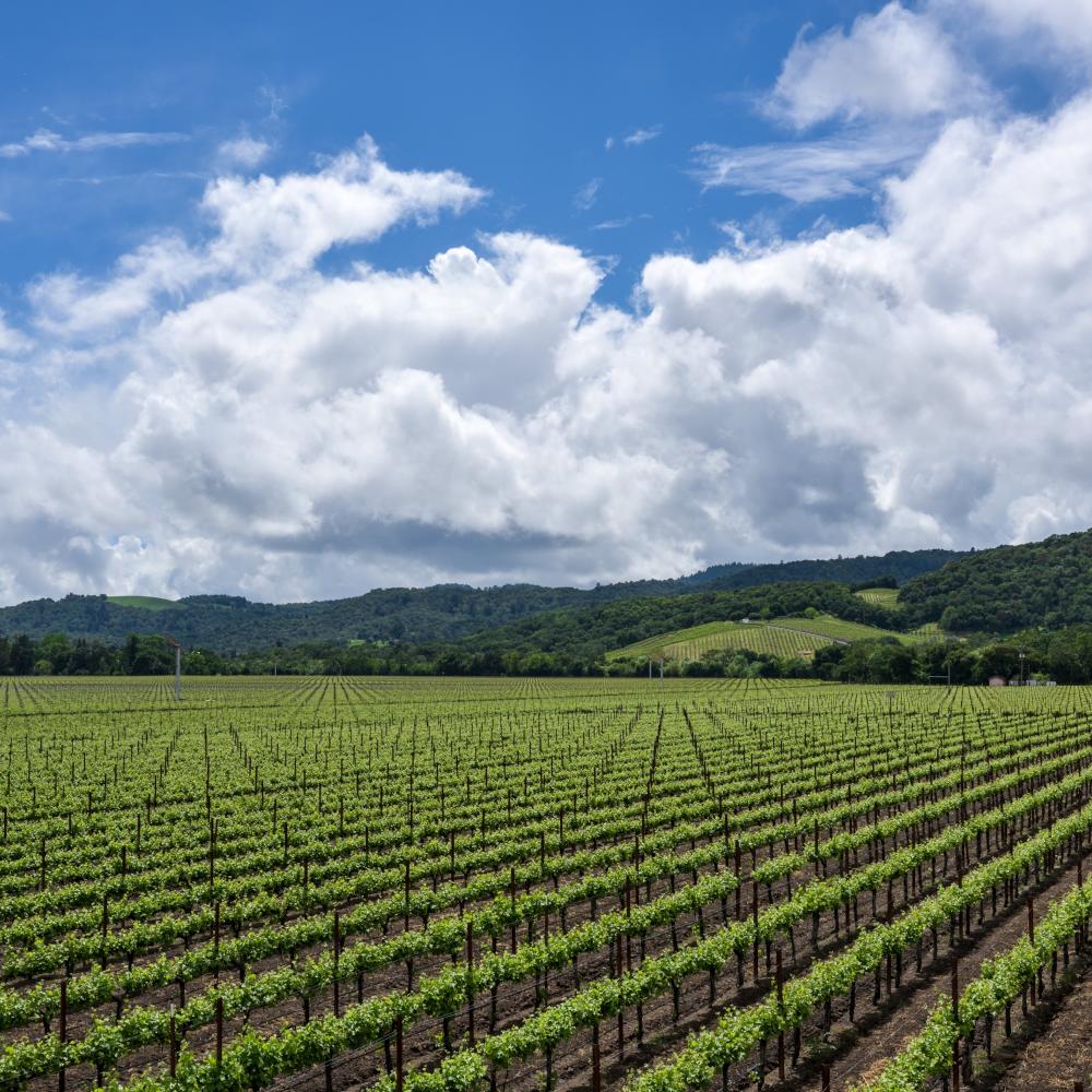 Napa Valley spring vineyard vista