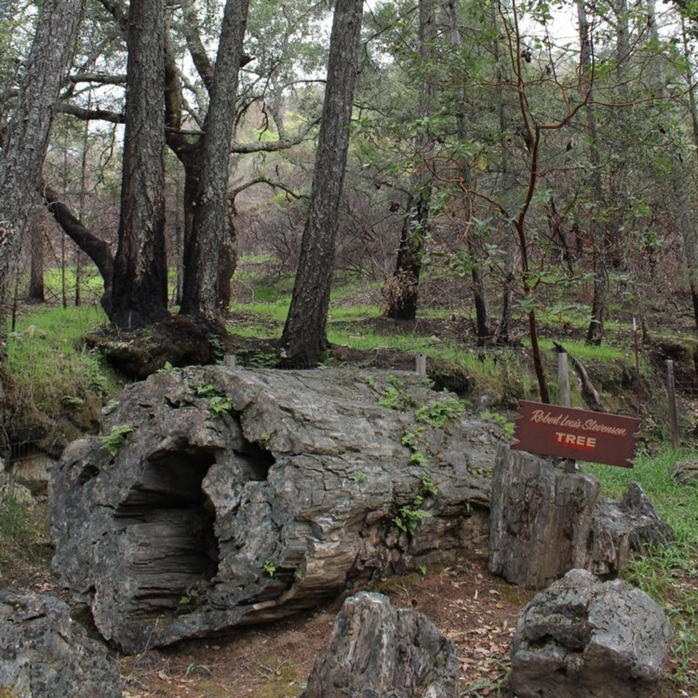 Petrified Forest Calistoga