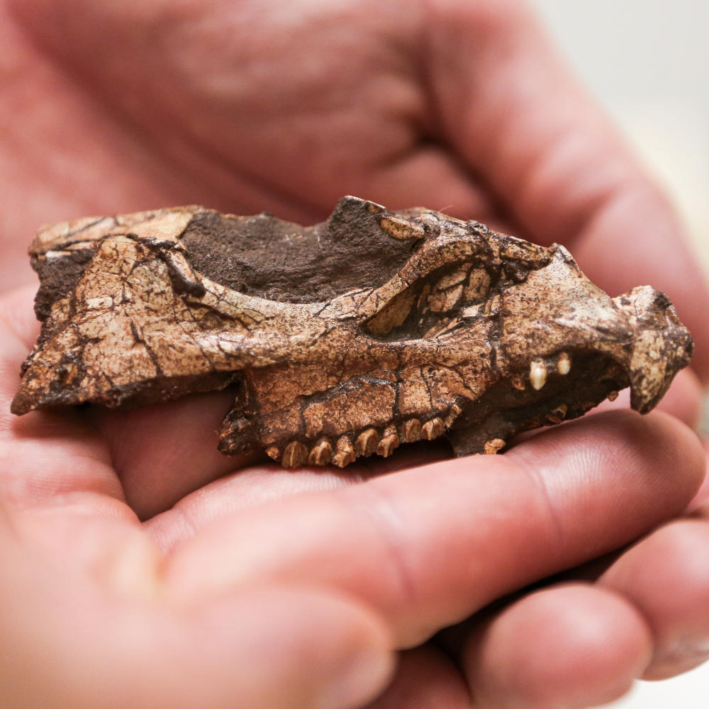 Aquilops Fossil scale