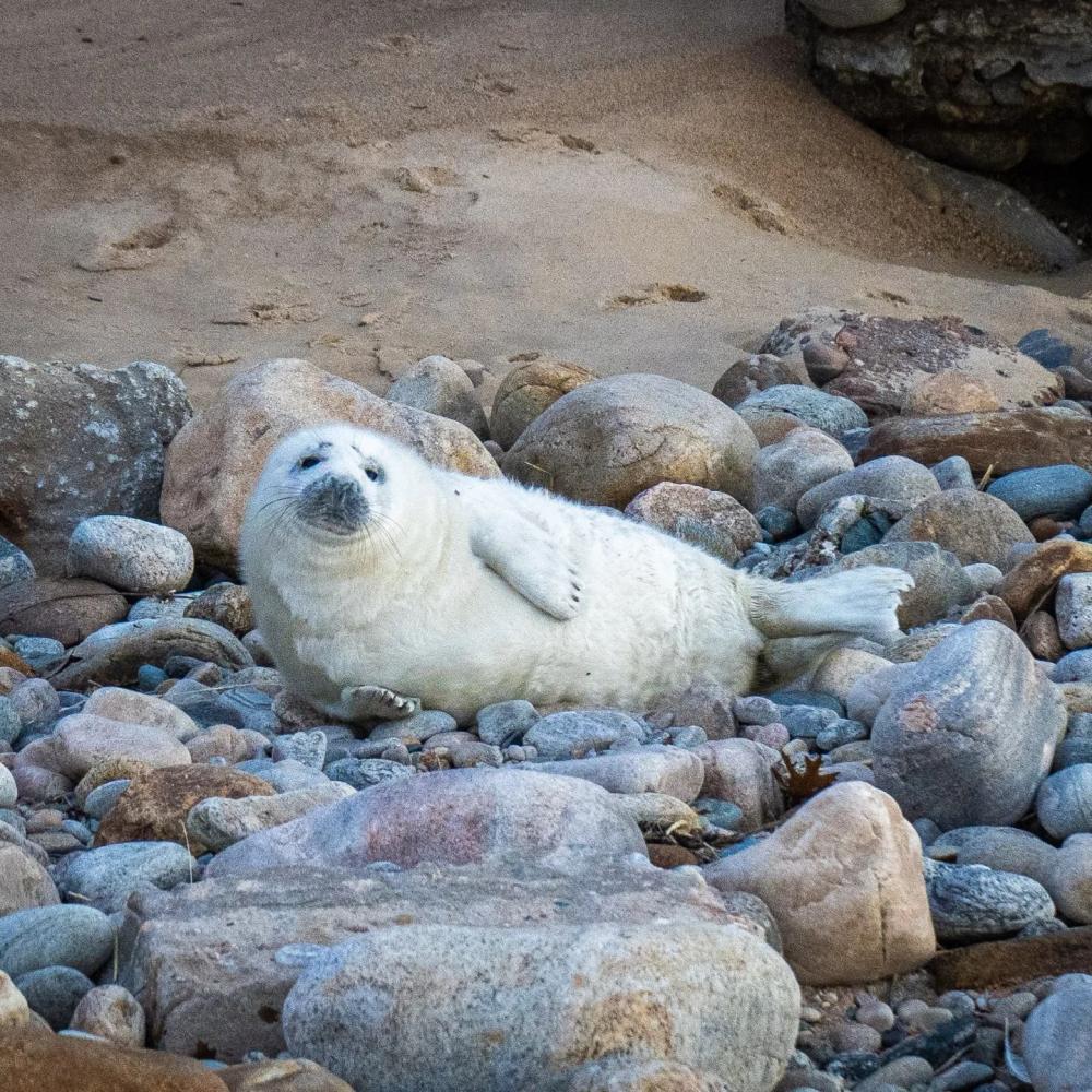 Harp Seal