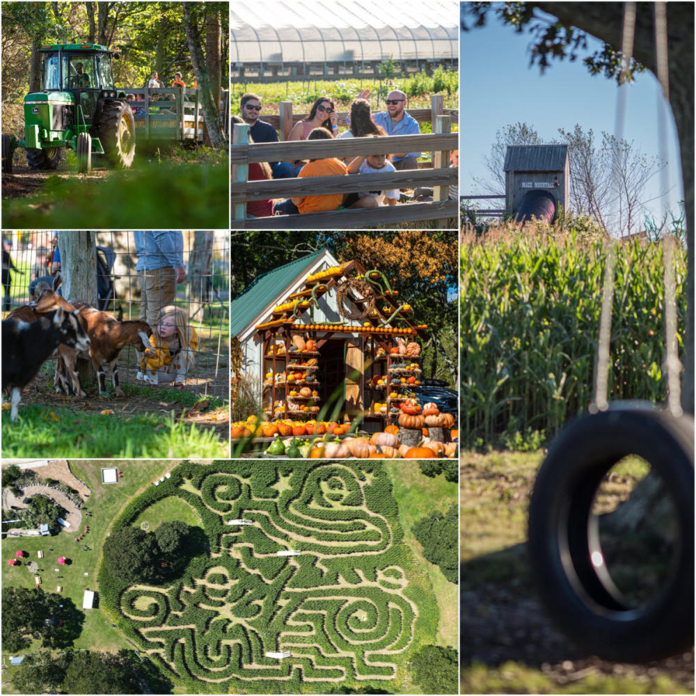 A grid layout of people enjoying Clark Farms