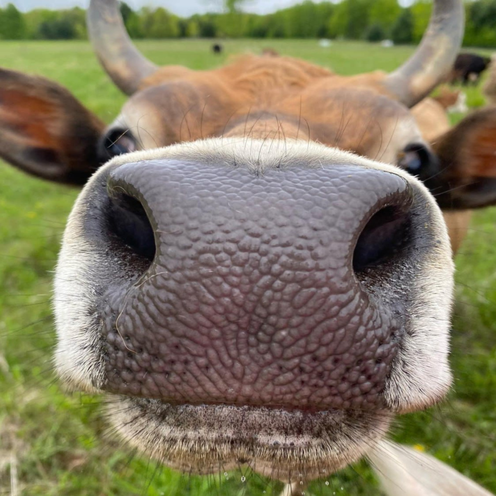 Cow up close to camera