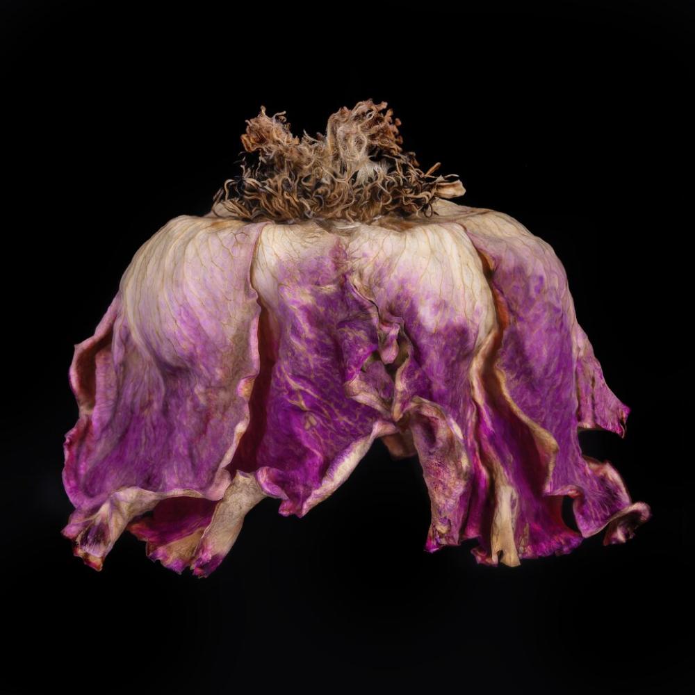 A high-res portrait of a pink rose, wilted in such a way that it looks like a couture ballgown. Artist is Patti Gary.