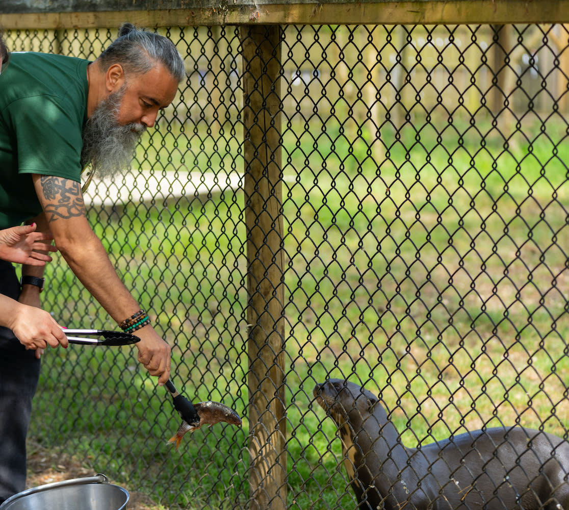 Keeper experience at New Forest Wildlife Park