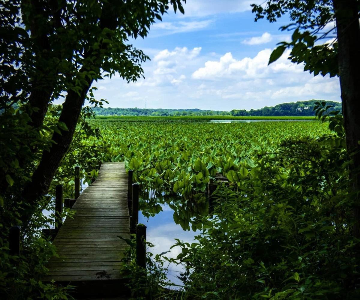 Wooden boardwalks wind along the marsh in Jug Bay
