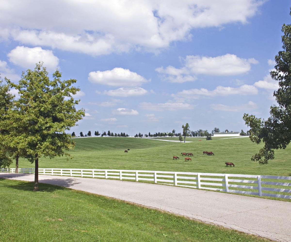 Scenic drive through horse country