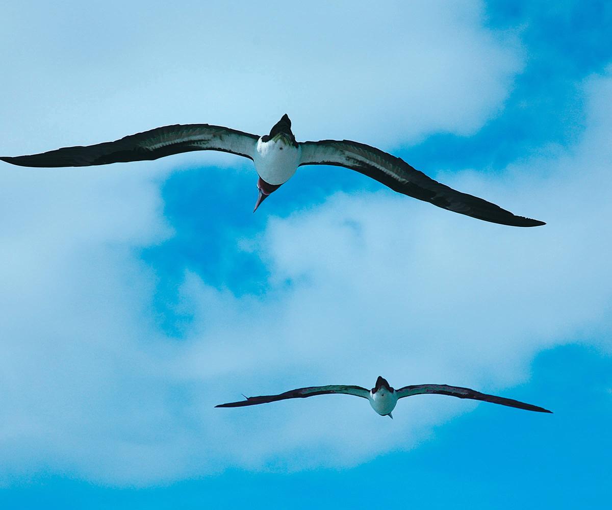 bird-watching-taboga