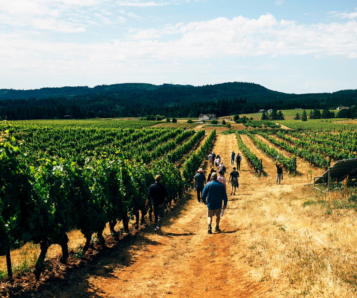 Oregon Pinot Camp - Vineyard Seminar