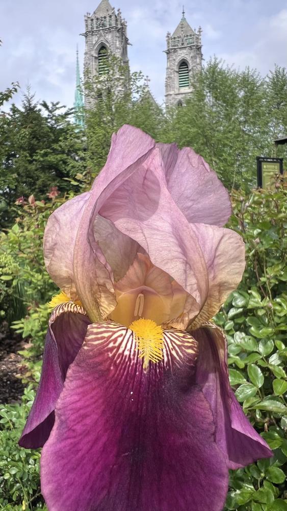 Close up Essex County Branch Brook Park Flower