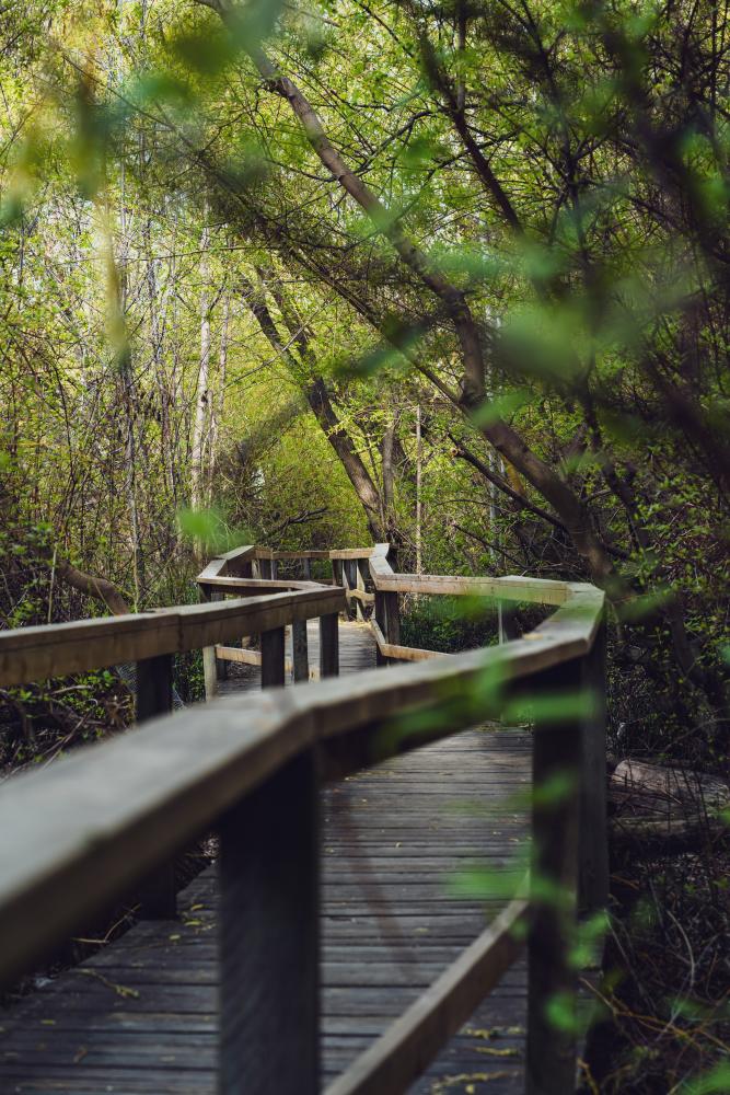 Sibell Maude-Roxby Wetlands Boardwalk