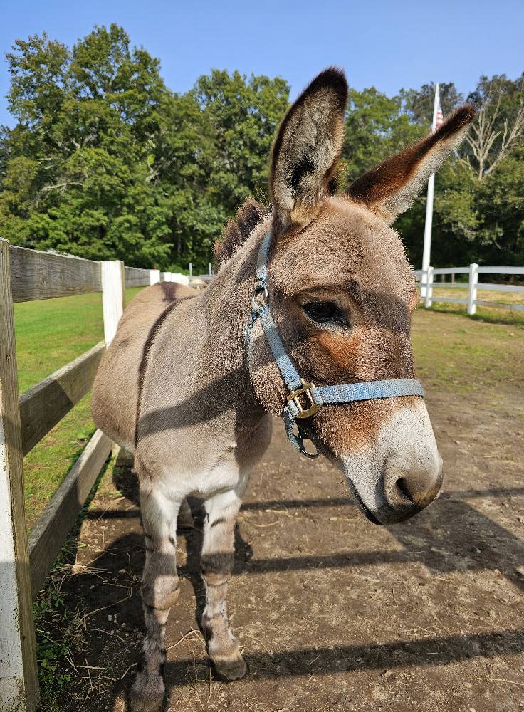 a donkey at the festival farm