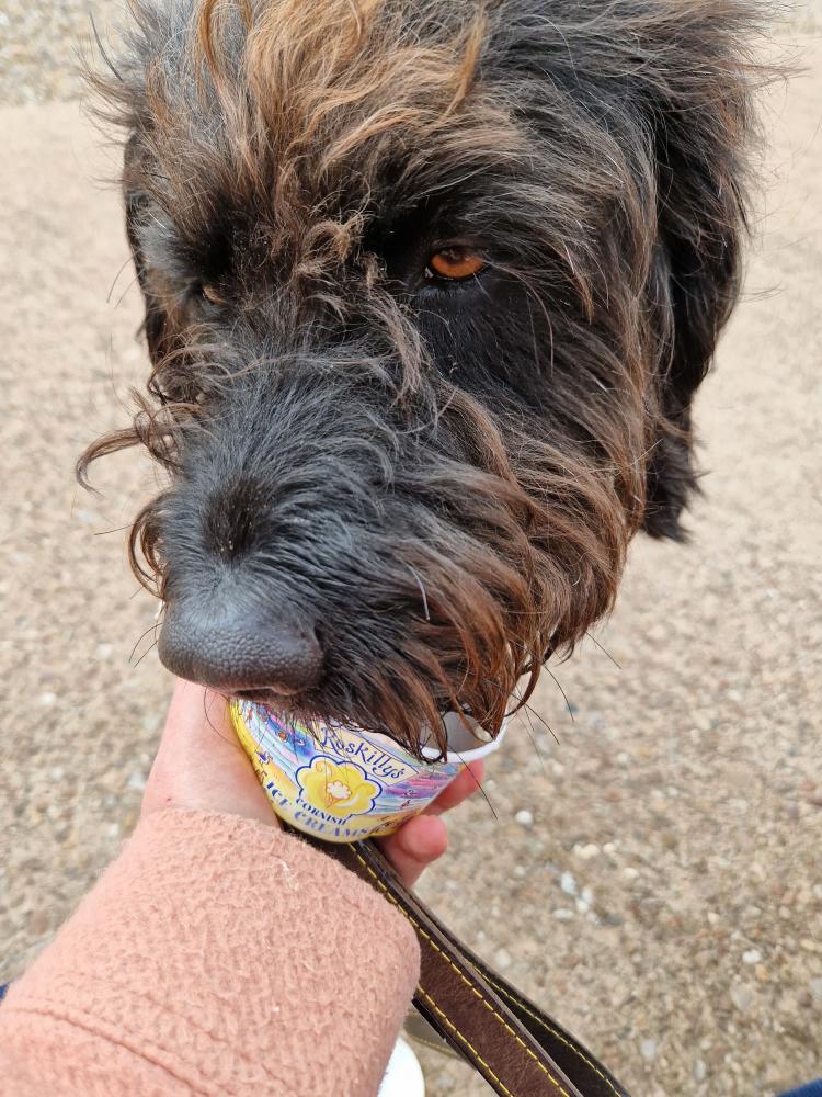 Chief Brody’s guide to a dog friendly day out in Seaton