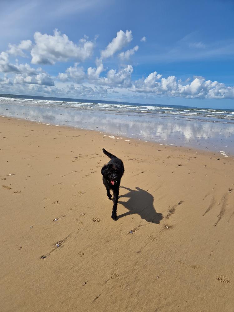 Chief Brody shares his favourite dog walking spots in North Devon