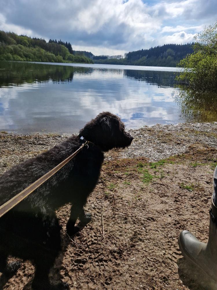 Chief Brody shares his favourite dog walking spots in North Devon