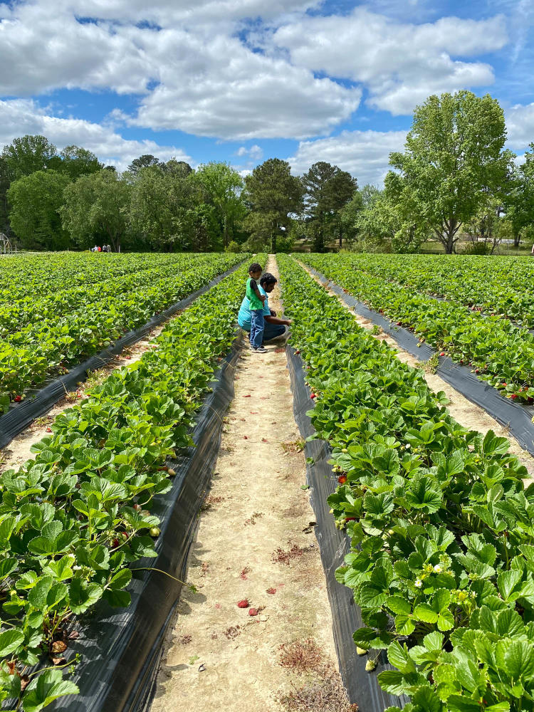 A man and child pick strawberries in a field