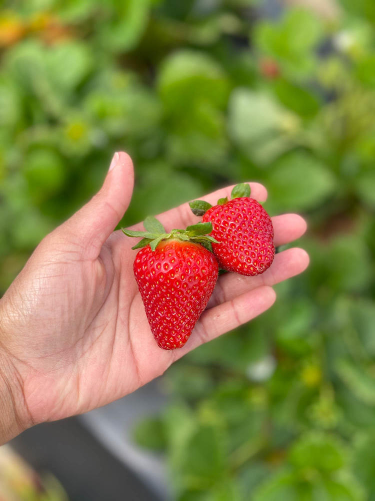 A hand holds up 2 red, ripe strawberries to the camera