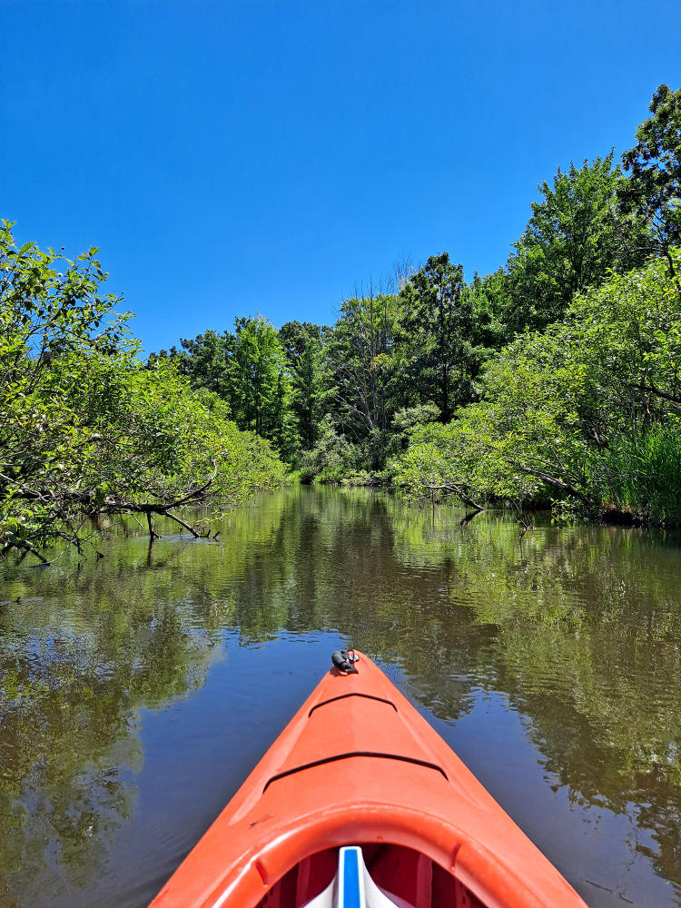 The Kalamazoo River is surrounded by green trees during the summertime.